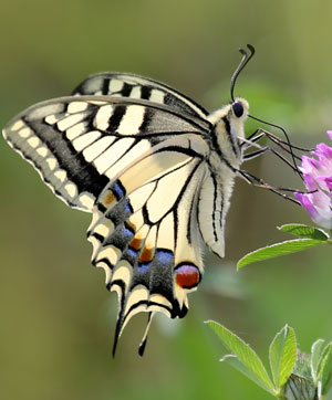 Schmetterling, Schwalbenschwanz, Foto von Dr. Ute Meede